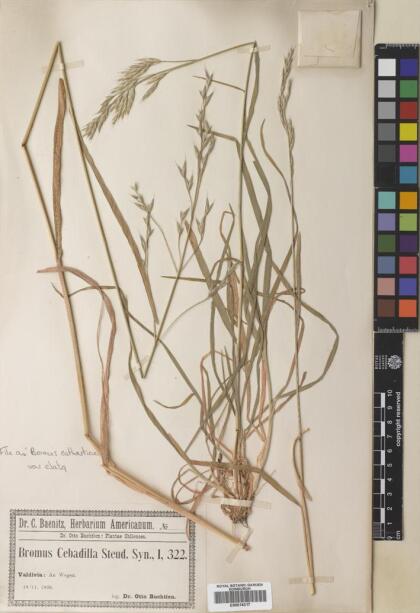 Bromus catharticus var. elatus [Espécimen: ]
