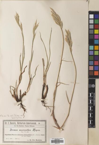 Bromus setifolius [Espécimen: ]