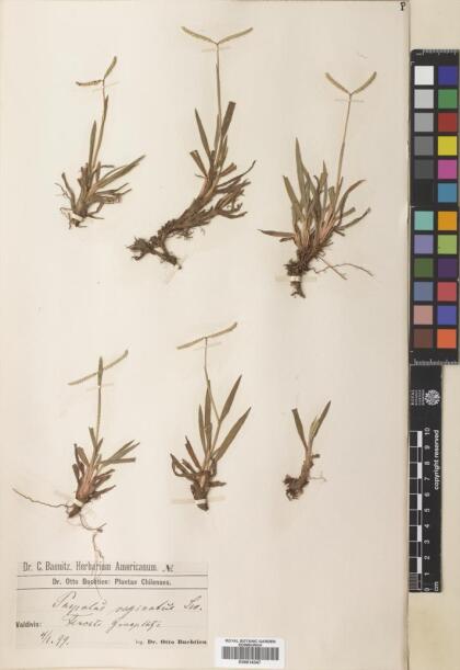 Paspalum vaginatum [Espécimen: ]