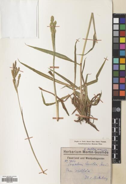 Paspalum urvillei [Espécimen: ]