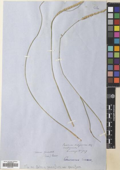 Setaria parviflora [Espécimen: ]