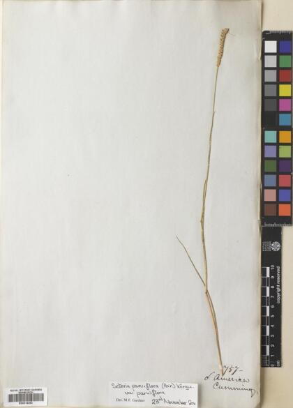 Setaria parviflora [Espécimen: ]