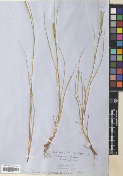 Setaria parviflora [Espécimen: ]