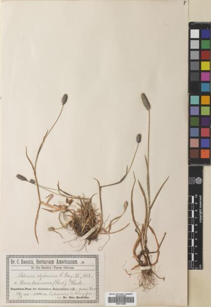 Phleum alpinum [Espécimen: ]