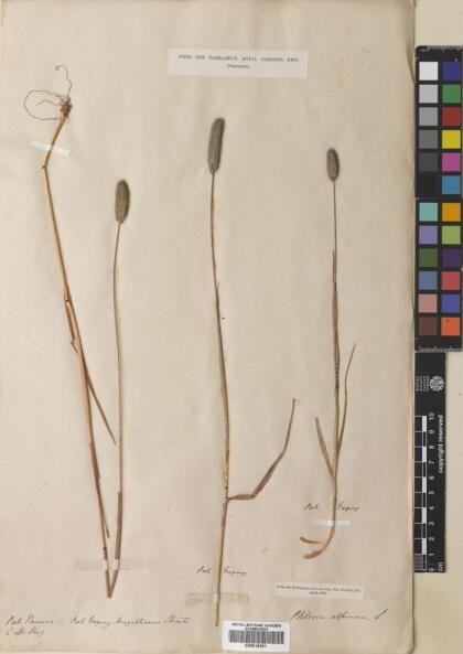 Phleum alpinum [Espécimen: ]