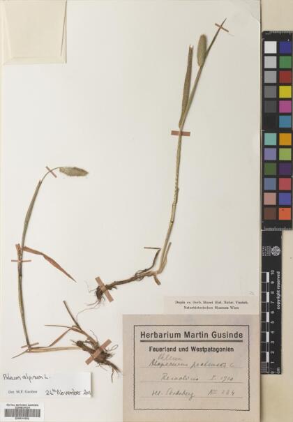 Phleum alpinum [Espécimen: ]