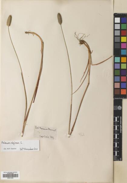 Phleum alpinum [Espécimen: ]