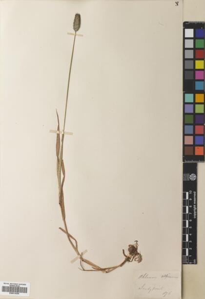 Phleum alpinum [Espécimen: ]