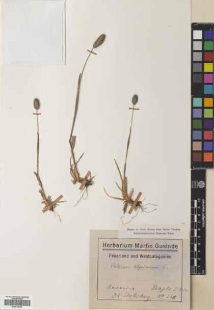 Phleum alpinum [Espécimen: ]