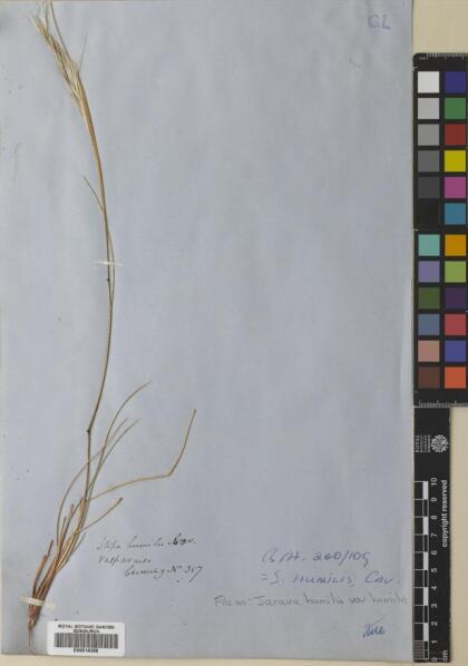 Pappostipa humilis [Espécimen: ]