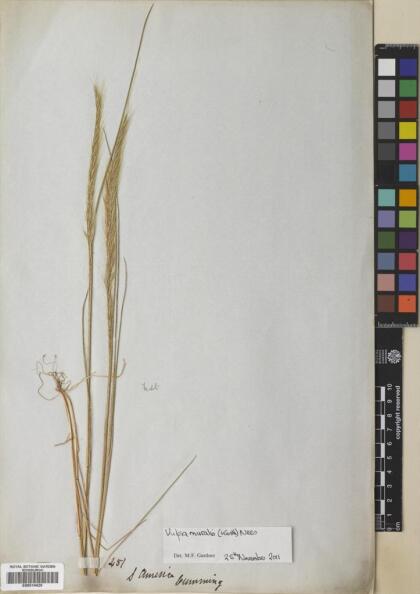 Festuca muralis [Espécimen: ]