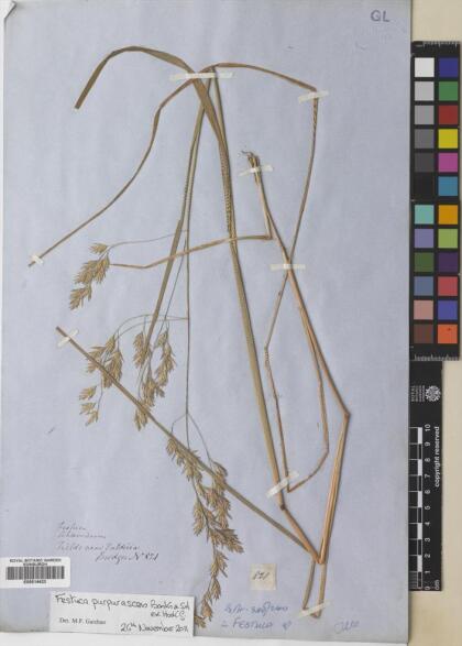 Festuca purpurascens [Espécimen: ]