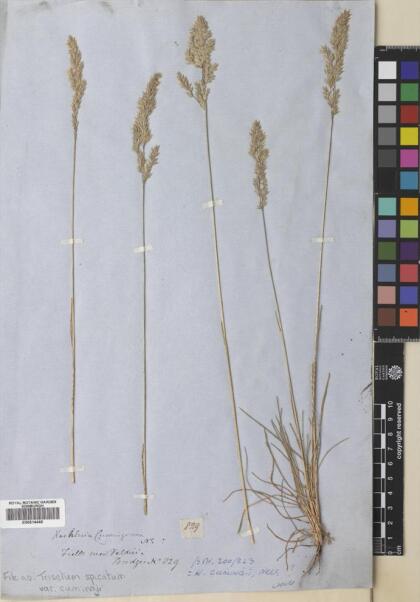 Koeleria spicata subsp. cumingii [Espécimen: ]