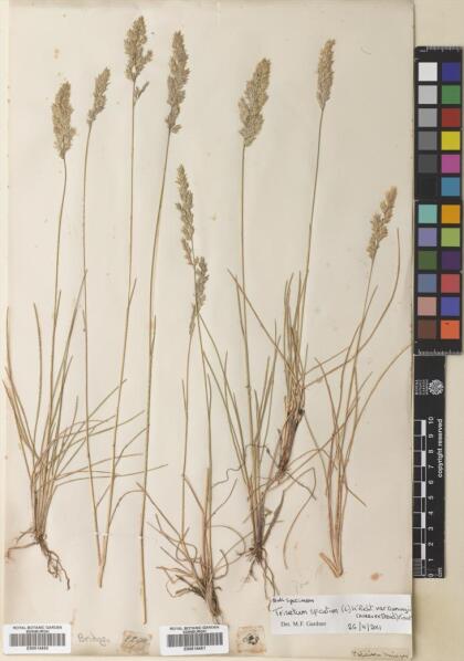 Koeleria spicata subsp. cumingii [Espécimen: ]