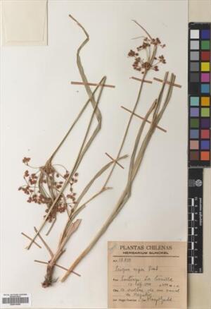 Rhodoscirpus asper [Espécimen: ]