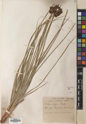 Rhodoscirpus asper [Espécimen: ]