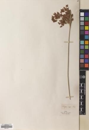 Rhodoscirpus asper [Espécimen: ]