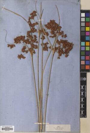 Rhodoscirpus asper [Espécimen: ]