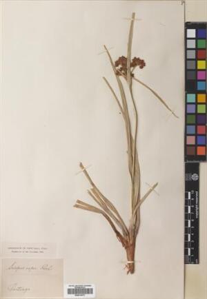 Rhodoscirpus asper [Espécimen: ]
