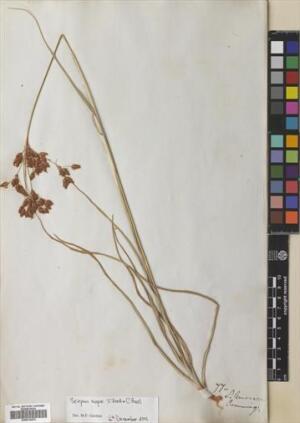 Rhodoscirpus asper [Espécimen: ]