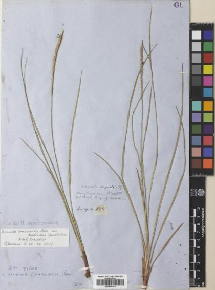 Carex lechleriana [Espécimen: ]