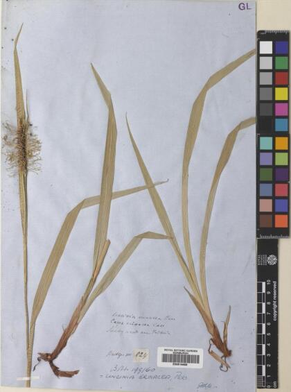 Carex erinacea [Espécimen: ]