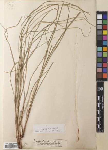 Carex fernandesiana [Espécimen: ]