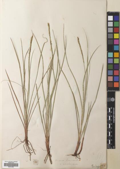 Carex lechleriana [Espécimen: ]