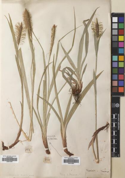 Carex multifaria [Espécimen: ]