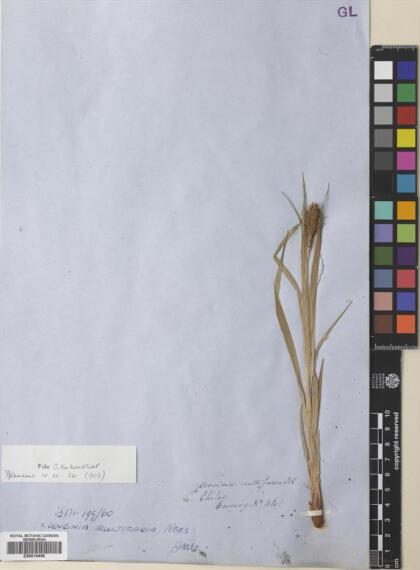 Carex multifaria [Espécimen: ]