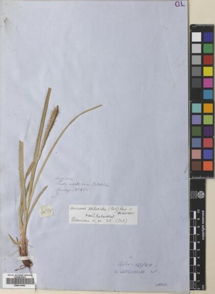 Carex phleoides [Espécimen: ]
