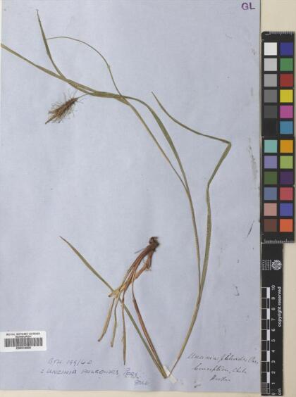 Carex phleoides [Espécimen: ]