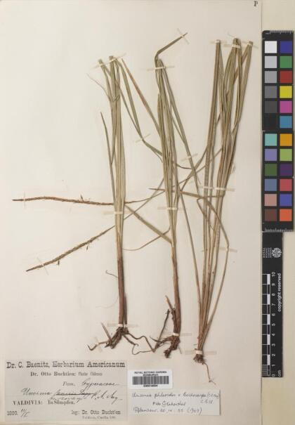 Carex phleoides [Espécimen: ]
