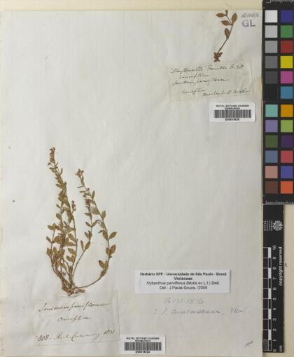 Pombalia parviflora [Espécimen: ]
