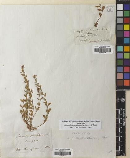 Pombalia parviflora [Espécimen: ]