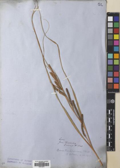 Carex berteroniana [Espécimen: ]