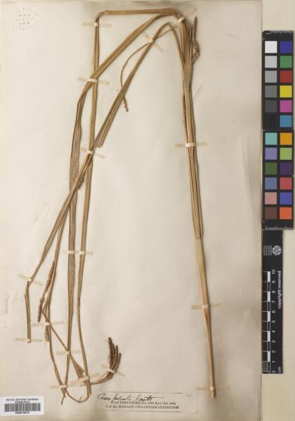 Carex berteroniana [Espécimen: ]
