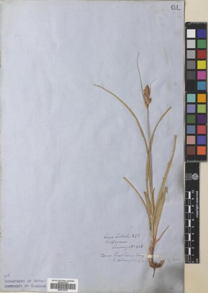 Carex bracteosa [Espécimen: ]