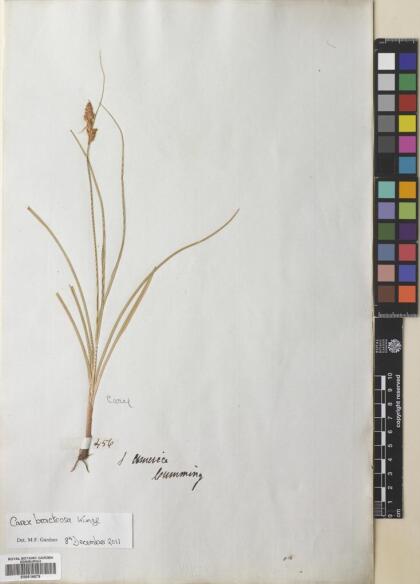 Carex bracteosa [Espécimen: ]