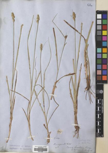 Carex bracteosa [Espécimen: ]