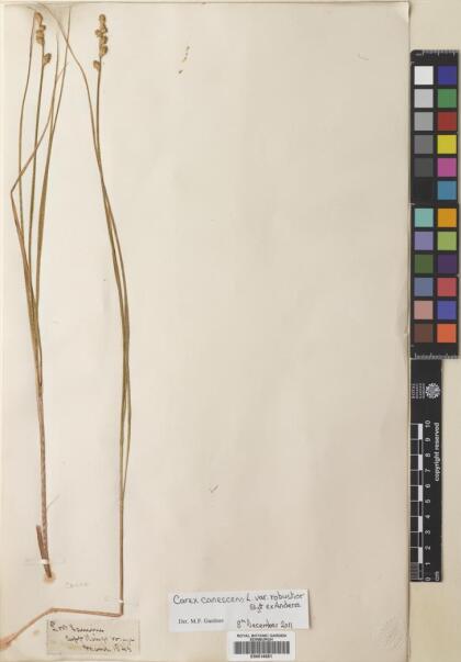 Carex darwinii var. serranoi [Espécimen: ]