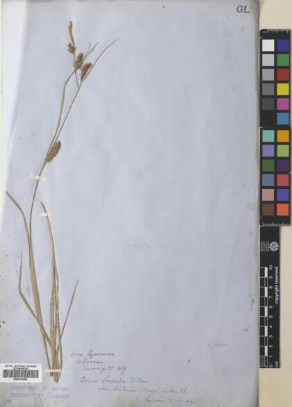 Carex fuscula [Espécimen: ]