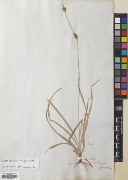 Carex fuscula [Espécimen: ]