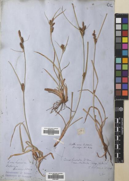 Carex fuscula [Espécimen: ]