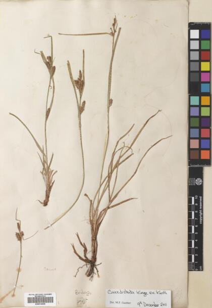 Carex fuscula [Espécimen: ]