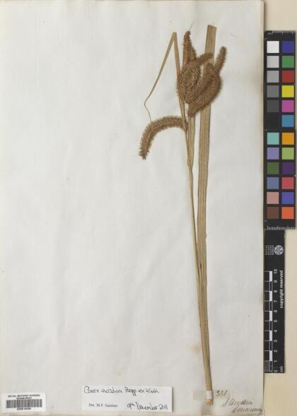 Carex excelsa [Espécimen: ]