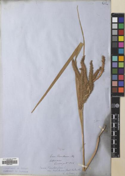 Carex excelsa [Espécimen: ]