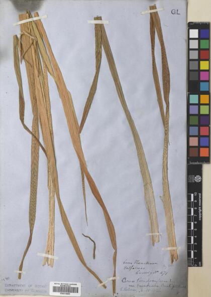 Carex excelsa [Espécimen: ]