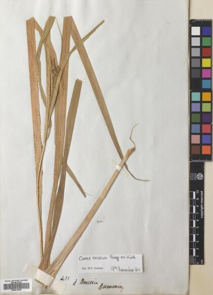Carex excelsa [Espécimen: ]