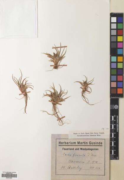 Carex fuscula [Espécimen: ]